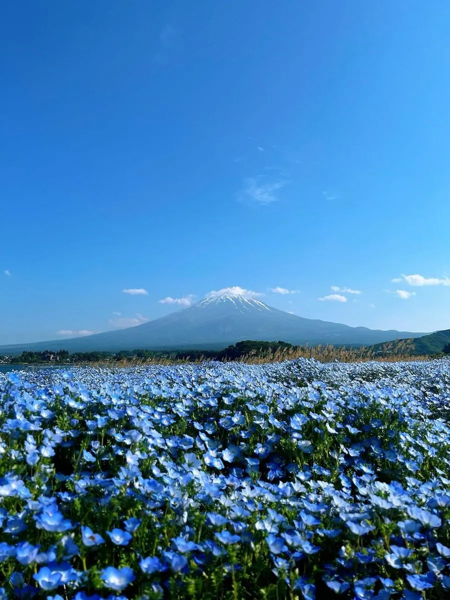 Mount Fuji behind a field of blue nemophila flowers